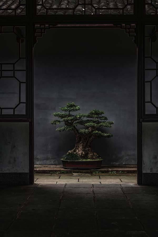 arbre ceremonie thé chine